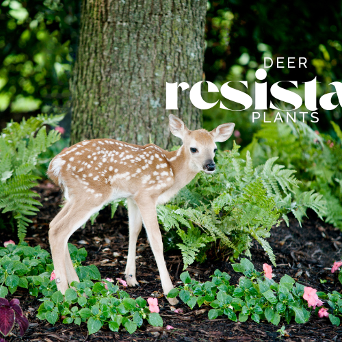 Deer Resistant Plants to Fawn Over 🦌🌿