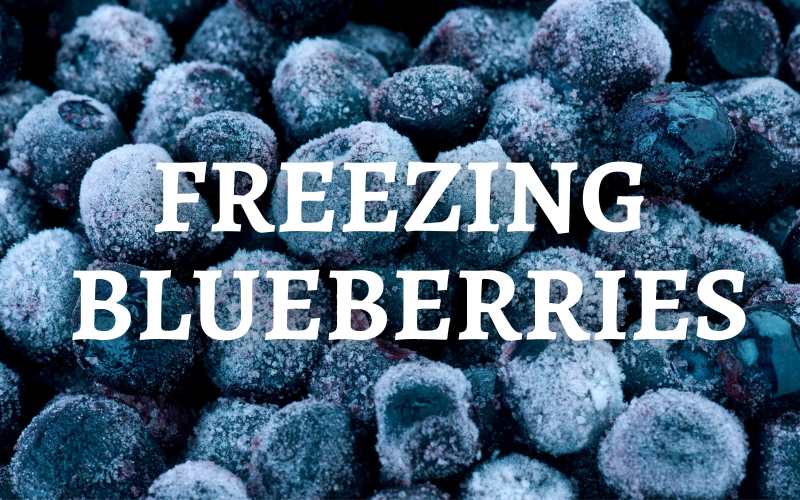 Freezing Blueberries!