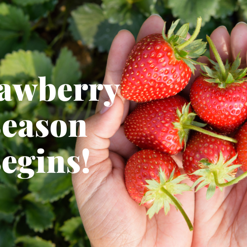 Summer's Sweetest Treat is Here! 🍓🍓🍓