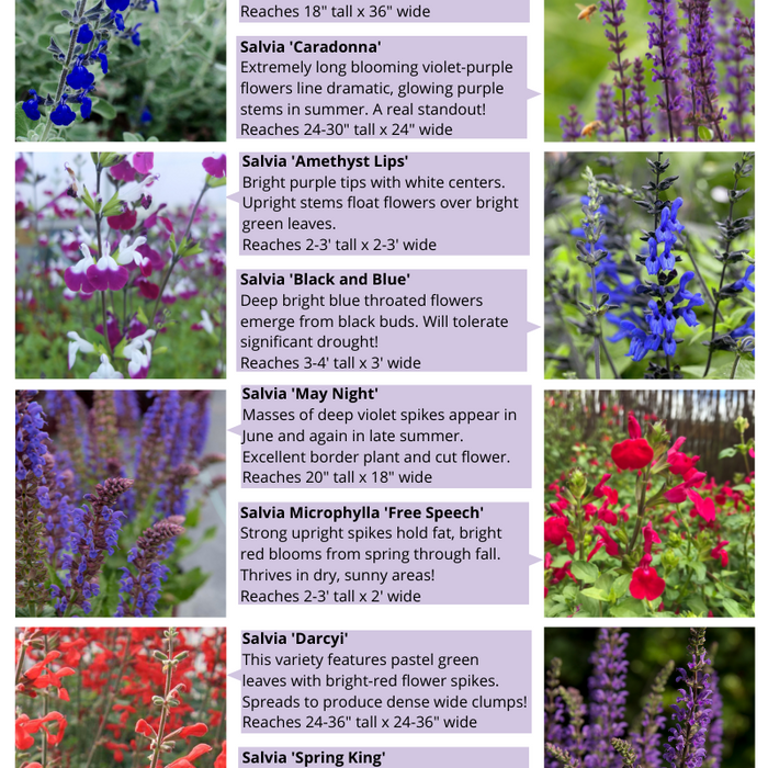 Salvia Plant Guide