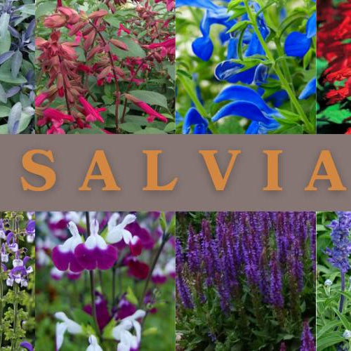 A Salute to Salvia