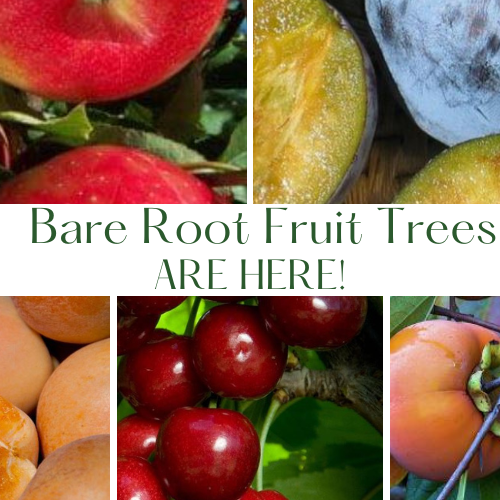 Bare Root Fruit Trees are Here! 🍎🍐🍑🍒