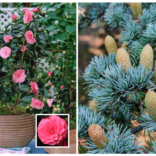 Plant Conifers and Camellias Now!