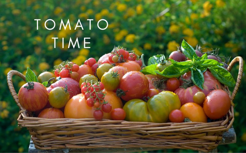 Tomato Season is Here 🍅 🍅 🍅