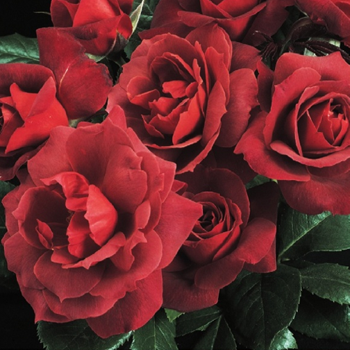 Hot Cocoa® Rose