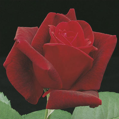 Chrysler Imperial Rose