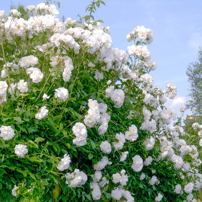 Climbing Iceberg Rose