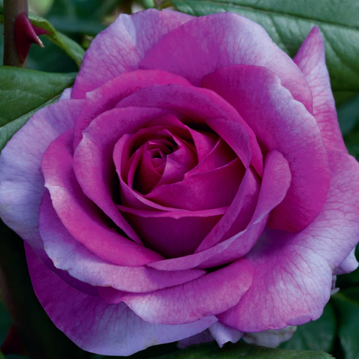 Perfume Factory™ Rose