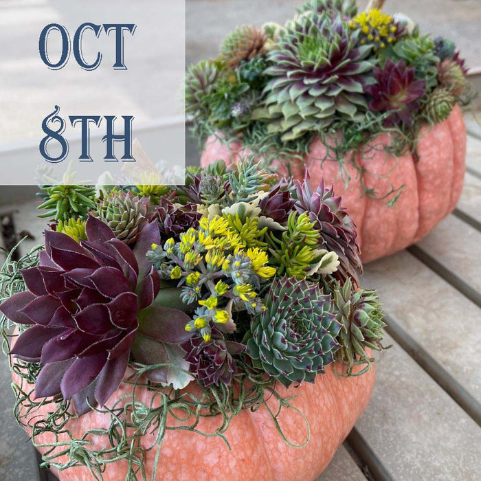 CLASS Decorating Succulent Pumpkins