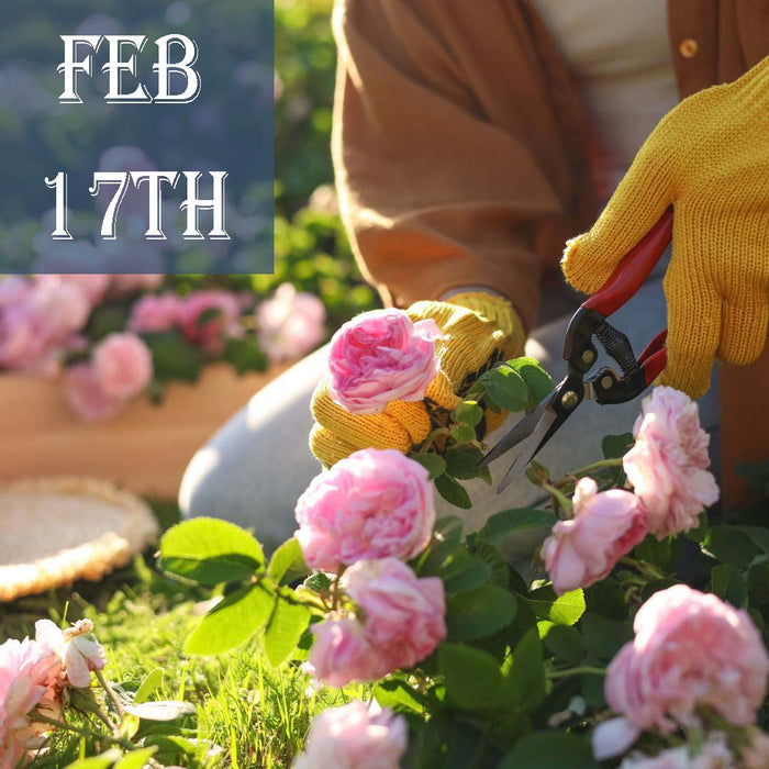 CLASS Rose Care