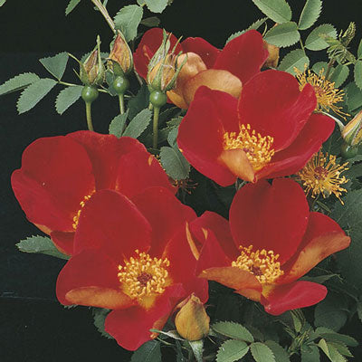 Austrian Copper Rose