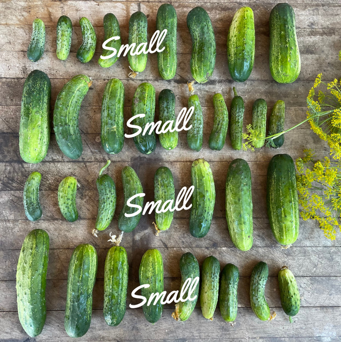 Pickling Cucumbers: Small- 10lbs