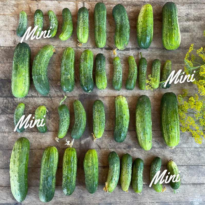 Pickling Cucumbers: Mini- 5lbs