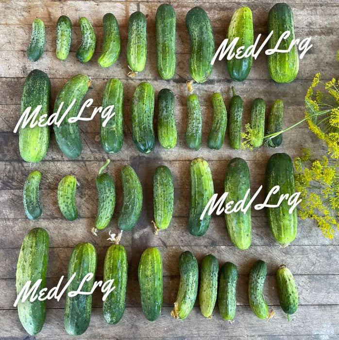 Pickling Cucumbers: Med/ Lrg- 10lbs
