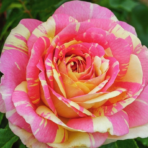 Pop Art™ Rose