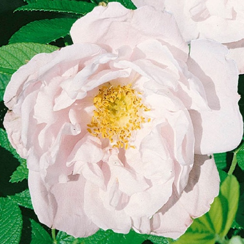 Snow Pavement Rose