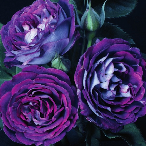 Cosmic Clouds™ Rose