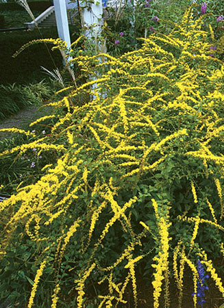 Goldenrod (Solidago) Fireworks - 1 Gallon