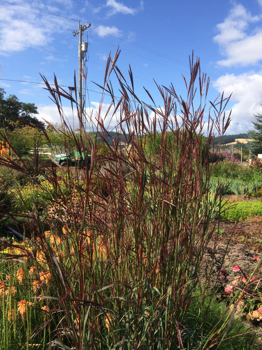Big Blue Stem Grass Dancing Wind