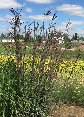 Big Blue Stem Grass Dancing Wind