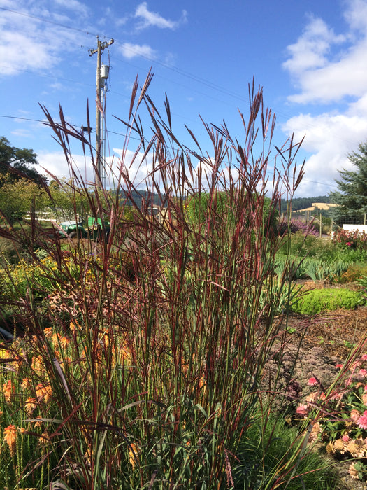 Big Blue Stem Grass Dancing Wind