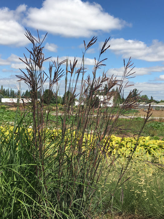 Big Blue Stem Grass Dancing Wind