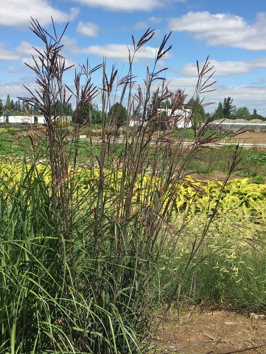 Big Blue Stem Grass Dancing Wind