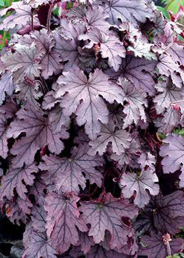 Heuchera Plum Cascade
