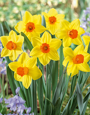 Narcissus Bracken Hurst Bulb - 7 Pack