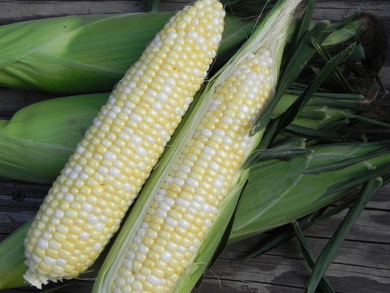 Sweet Corn Farm fresh picked daily