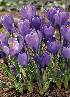 Crocus Rememberance Bulb - 12 Pack