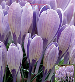 Crocus Striped Bird Bulb - 10 Pack