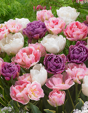 Tulip Double Blend Bulb - 12 Pack