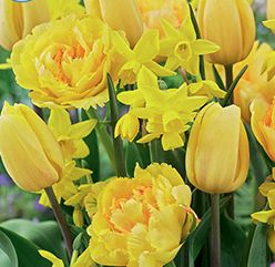 Hello Sunshine Blend Bulb - 15 Pack