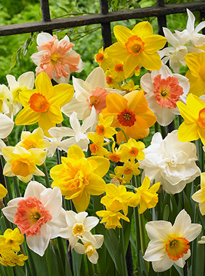 Narcissus All in One Bulb - 12 Pack