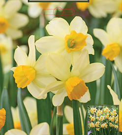 Narcissus Eaton Song Bulb - 7 Pack