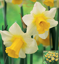 Narcissus Golden Echo Bulb - 7 Pack