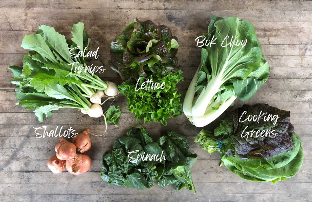 CSA Community Share Agriculture
