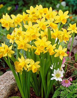 Narcissus Tete Boucle Bulb - 7 Pack