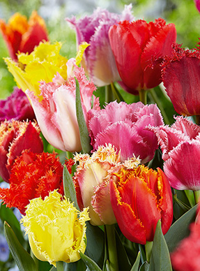 Tulip Fringed Blend Bulb - 12 Pack