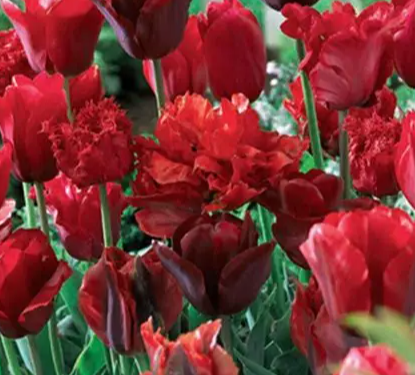 Tulip Red Hot Blend Bulb - 12 Pack
