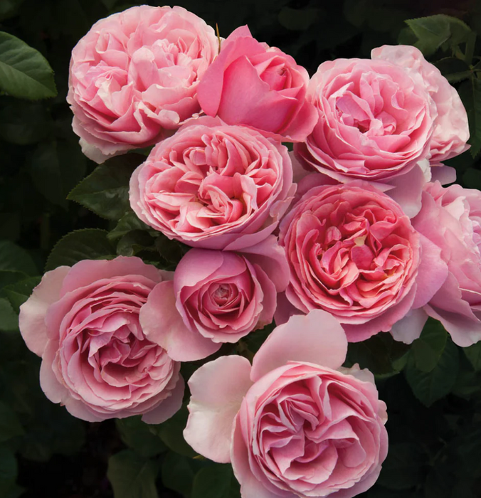 Rose Fashion Forward