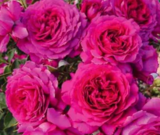 Light Years Away Rose - 3 Gallon