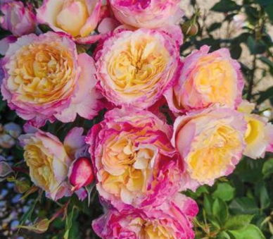 Living the Dream Rose