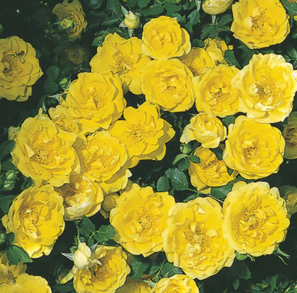 Persian Yellow Rose - 3 Gallon