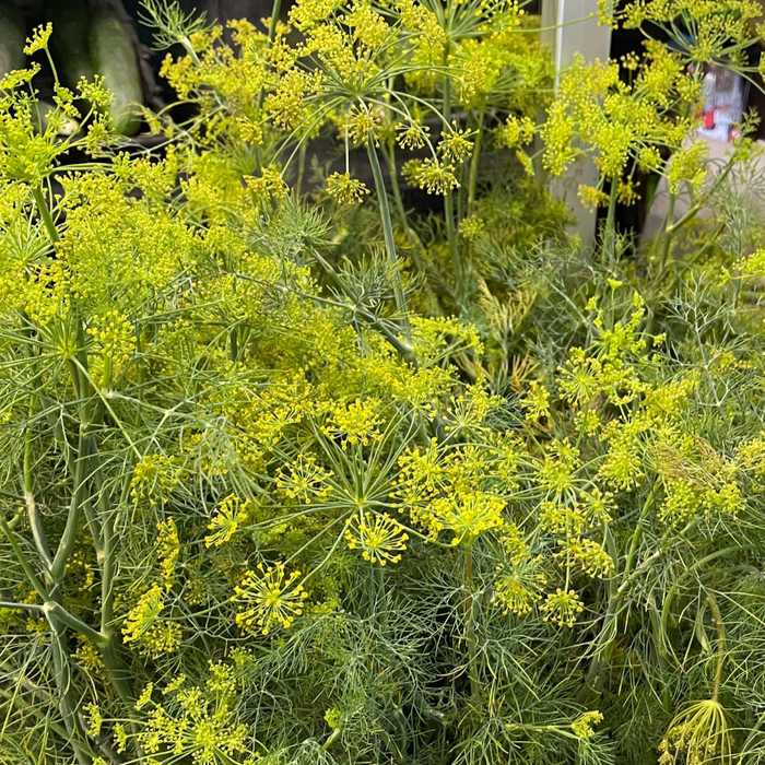 Pickling Dill Bundle