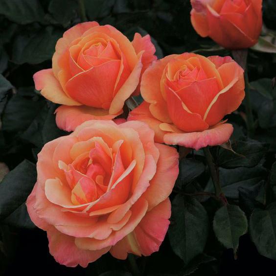 Anna's Promise Rose - 3 Gallon