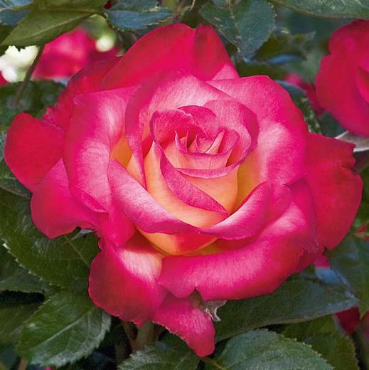 Dick Clark Rose