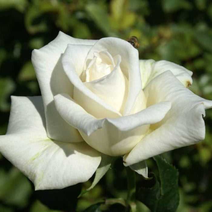 Full Sail Rose