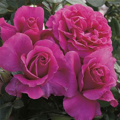 Pretty Lady Rose - 3 Gallon